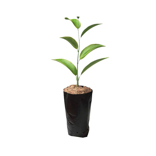 Frjjthchy 100 PCS Thicken Plastic Nursery Bags for Plants Fruit Flower Grow Bags Seedling Pots (7.87x11.81 in)
