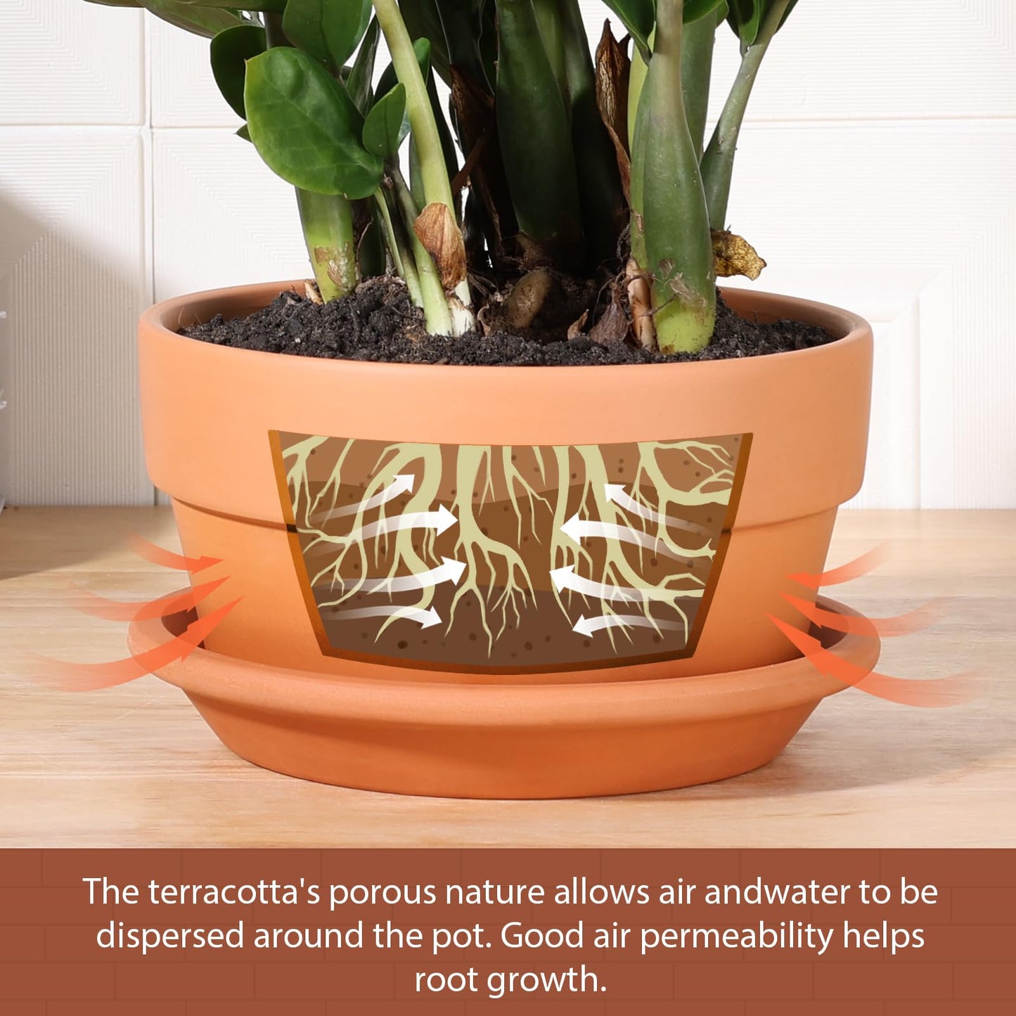 INGOFIN 8 Inch Terracotta Shallow Pots Set with Saucer - Ceramic Clay Pots with Drainage Hole, Terra Cotta Pot for Plants for Indoor Outdoor Plants, Set of 2