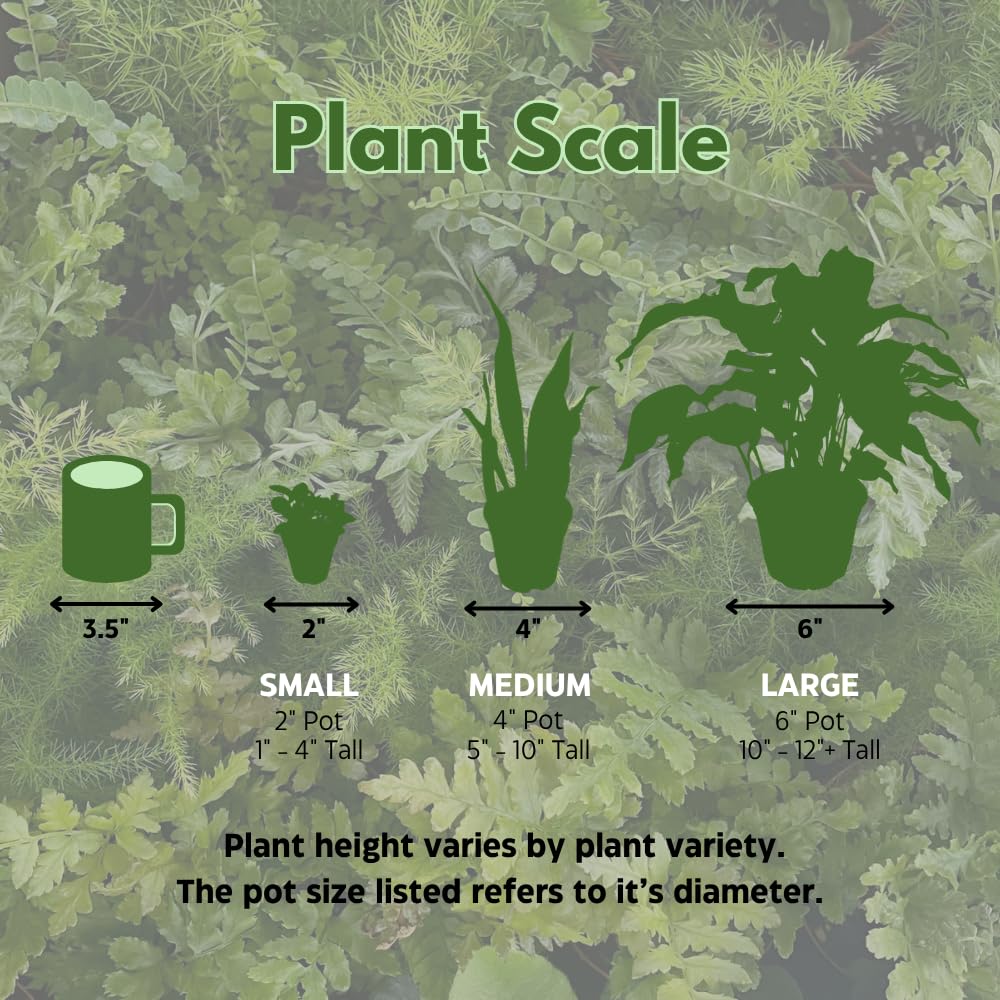 BubbleBlooms Fern Variety Assortment, 6 Different Ferns in 2 inch pots Tiny Mini Pixie Plants