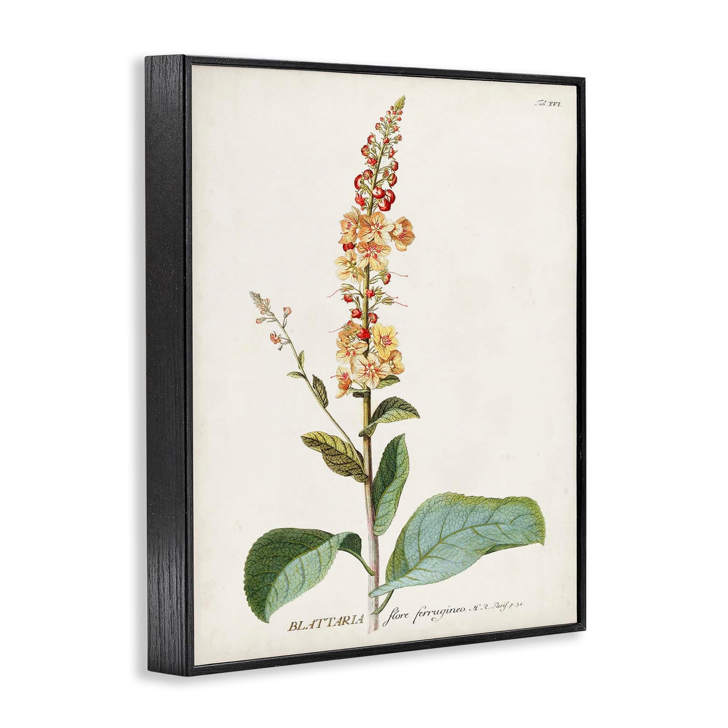 Stupell Industries 'Scientific Botanical Plant', Framed Giclee Art, Black, 16 x 20 Inches, Easy to Hang and Sturdy, Made in USA, by Unknown Artist